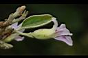 山芝麻-花08.JPG