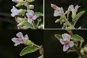 山芝麻-花2.jpg
