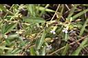 山芝麻07.JPG