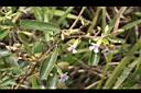 山芝麻08.JPG