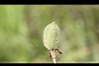 山芝麻-實12.JPG