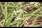 山芝麻-花09.JPG
