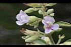 山芝麻-花15.JPG