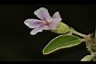 山芝麻-花16.JPG