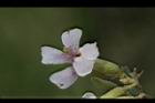 山芝麻-花19.JPG