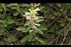 山芝麻-花序02.JPG