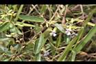 山芝麻10.JPG