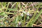 山芝麻11.JPG