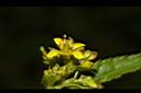 葶藶-花13.JPG