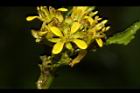 葶藶-花06.JPG