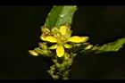 葶藶-花09.JPG