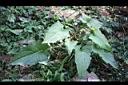 假福王草04.jpg