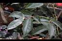 五柱滇山茶-葉00.JPG