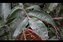五柱滇山茶-葉06.JPG