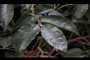 五柱滇山茶-葉07.JPG