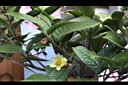凹脈金花茶-花00.JPG