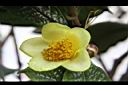 凹脈金花茶-花14.JPG