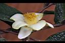 凹脈金花茶-花19.JPG