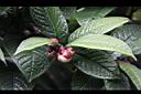 凹脈金花茶-花苞03.JPG
