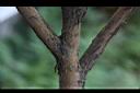 凹脈金花茶-莖00.JPG