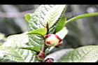 凹脈金花茶-花苞01.JPG