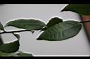 台灣山茶-葉05.JPG