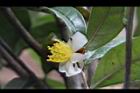 垢果山茶-花04.JPG