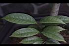 垢果山茶-葉10.JPG