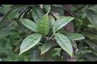 垢果山茶-葉15.JPG