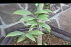 垢果山茶-葉17.JPG