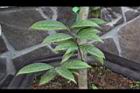 垢果山茶-葉18.JPG