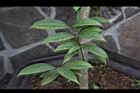 垢果山茶-葉19.JPG