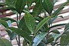 垢果山茶-葉背04.JPG