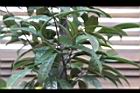 垢果山茶04.JPG