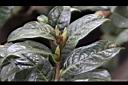 大苞山茶-花苞00.JPG