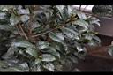大苞山茶07.JPG