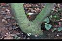 尾葉山茶-莖0.JPG