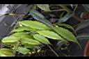 尾葉山茶-葉00.JPG