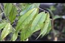 尾葉山茶-葉03.JPG