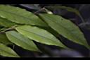 尾葉山茶-葉04.JPG
