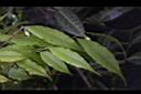 尾葉山茶-葉05.JPG