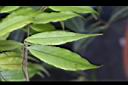 尾葉山茶-葉07.JPG