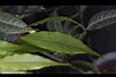 尾葉山茶-葉10.JPG