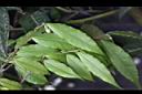 尾葉山茶-葉12.JPG