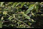 柳葉山茶-宿萼03.JPG