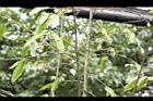 柳葉山茶-宿萼04.JPG