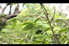 柳葉山茶-宿萼06.JPG