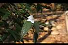 柳葉山茶-花01.JPG