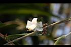 柳葉山茶-花04.JPG