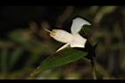 柳葉山茶-花06.JPG